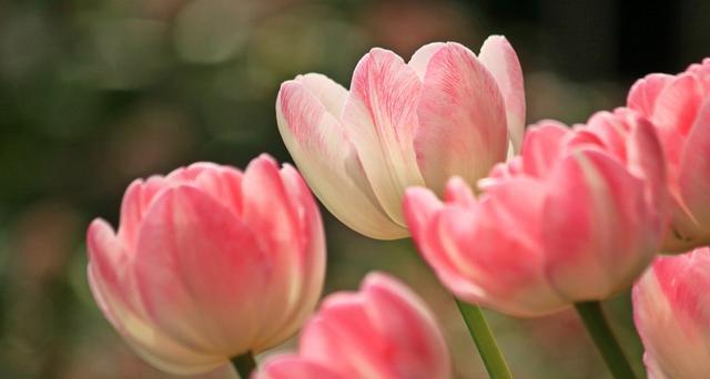 郁金香花语与寓意（探究郁金香的传统象征和美丽寓意）