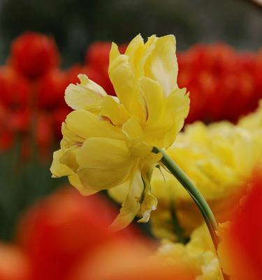 郁金香花语与寓意（探究郁金香的传统象征和美丽寓意）
