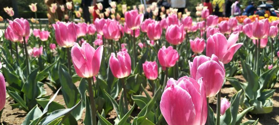 郁金香花语与寓意（探寻郁金香花语的象征意义，让美丽永不凋零）