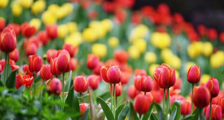 郁金香的花语与意义（探寻郁金香花语的内涵与传统象征）