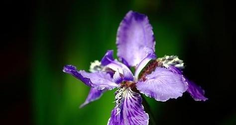 鸢尾的花语和意义（探寻鸢尾花的奥秘，解读花语和象征意义）