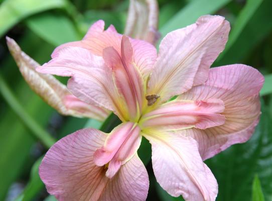 鸢尾花的花语（探索鸢尾花所传达的深刻情感）