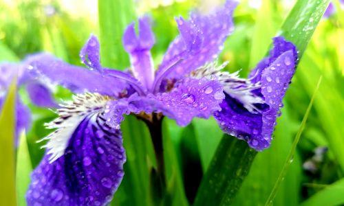 鸢尾花的花语和传说（揭秘鸢尾花的神秘花语和美丽传说）