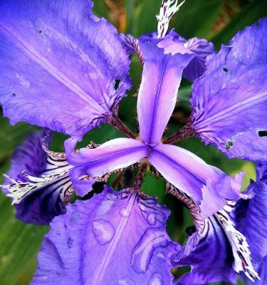 紫色鸢尾花的花语与魅力（探寻紫色鸢尾花的神秘之美）