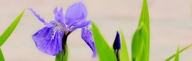 揭秘鸢尾花的花语之谜（深入解读鸢尾花所蕴含的情感和意义）
