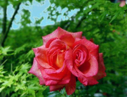 月季花的寓意与象征——美丽与永恒（花开不败，永远盛放的月季花）
