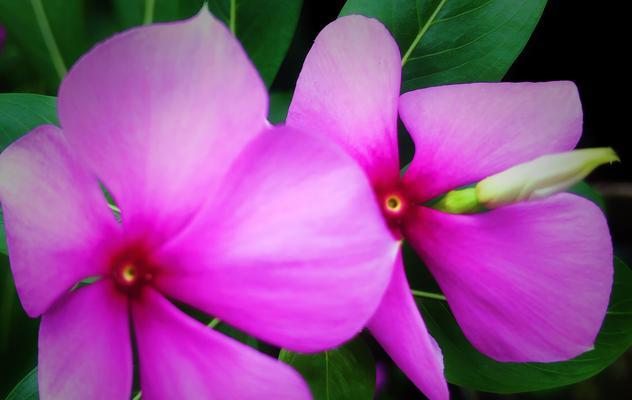 长春花花语（花开如梦，永不放弃的力量）