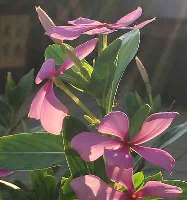 长春花花语（花开如梦，永不放弃的力量）