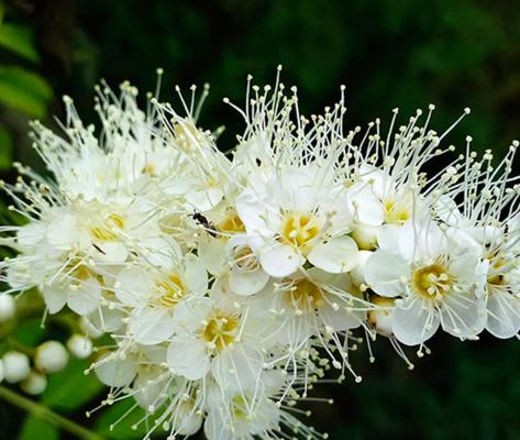 珍珠梅花（揭示珍珠梅花的深层含义）