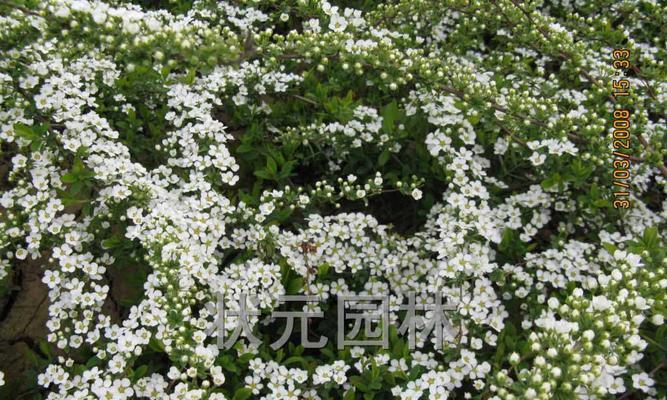 珍珠绣线菊花语