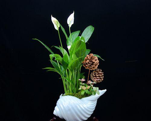 植物白掌花语的美妙意义（探索白掌花语的深度及其象征意义）