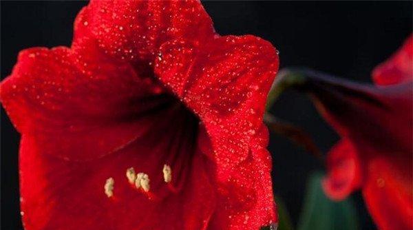 朱顶红的花语及其寓意（揭示朱顶红的美丽与神秘）