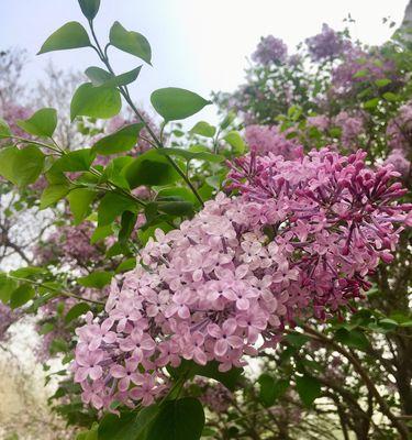 紫丁香的花语与意义（探寻紫丁香花的神秘与魅力）