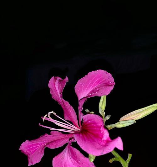 紫堇花（探秘紫堇花花语与寓意，揭开花的美丽面纱）