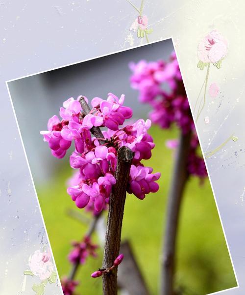 宫粉紫荆花花语解读（盛世风华的象征、祝福爱情与友谊的媒介）