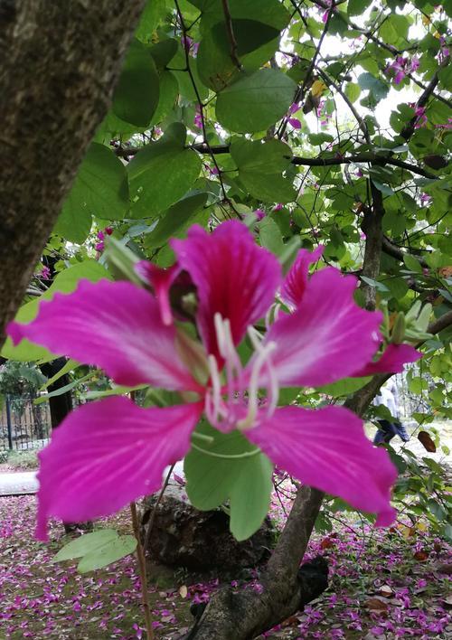 宫粉紫荆花花语解读（盛世风华的象征、祝福爱情与友谊的媒介）