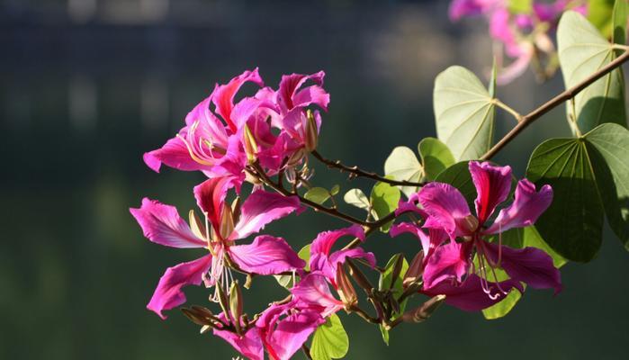 紫荆树的寓意与象征意义（品味生命之美——探讨紫荆树的文化内涵）