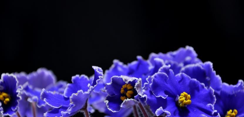 紫罗兰花的花语与象征意义（探索紫罗兰花的含义与传说）