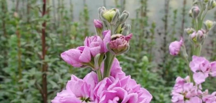 紫罗兰花的花语与象征意义（探索紫罗兰花的含义与传说）