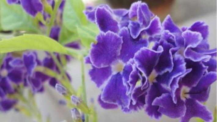 紫罗兰的花语与象征意义（揭示紫罗兰的秘密，了解它的花语和象征意义）