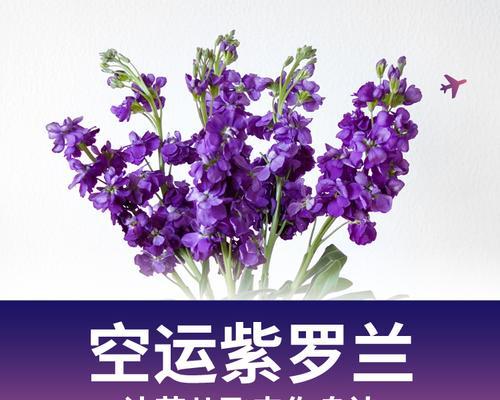 紫罗兰花语及其适合送给的人群（紫罗兰花语传递的情感与寓意，与不同人群的关系）