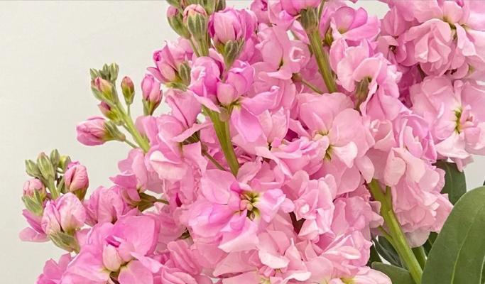 紫罗兰花语图片大全（探寻紫罗兰花语的世界，感受花朵的美好力量）