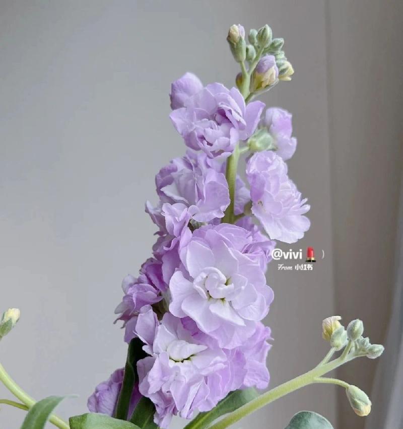 紫罗兰花语图片大全（探寻紫罗兰花语的世界，感受花朵的美好力量）