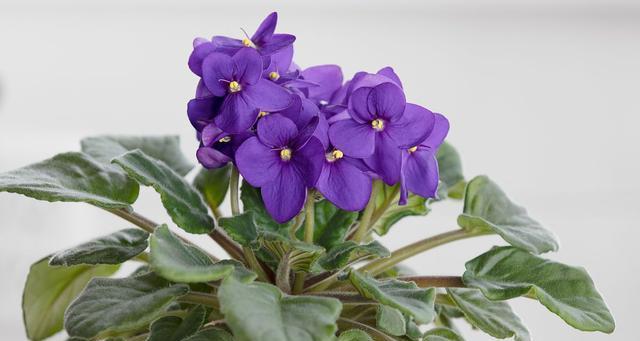 紫罗兰花语的寓意与传承（探究紫罗兰花的象征意义与文化传统）