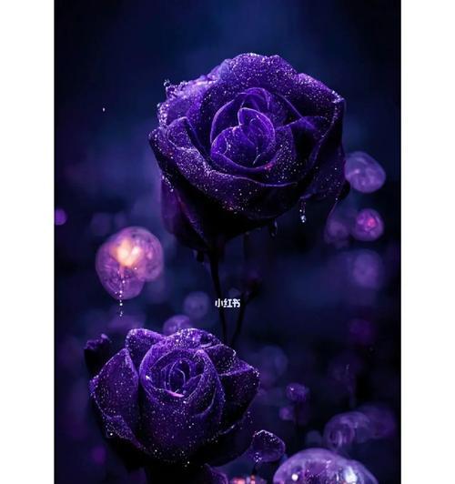 紫玫瑰的花语（深情浪漫，守护爱情的使者）