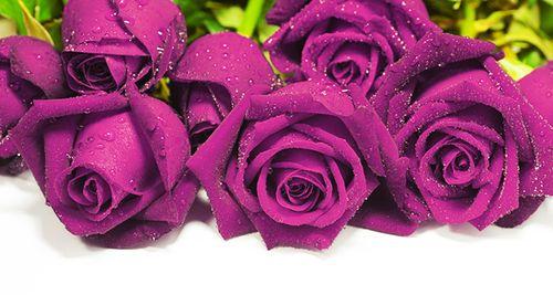 紫玫瑰花语的意义与寓意（探寻紫玫瑰背后的深层含义）