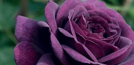 紫玫瑰的花语与寓意（紫色花卉中的气息与神秘力量）