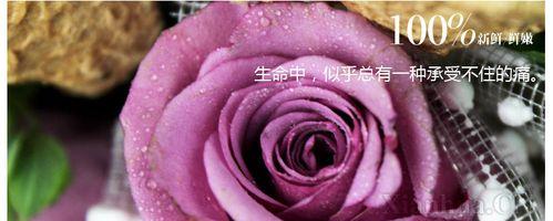 紫玫瑰的真正花语（探寻紫玫瑰的神秘花意）