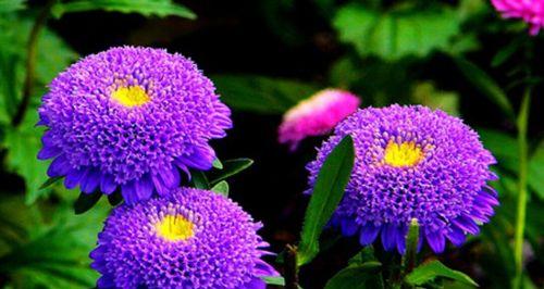 紫色雏菊的花语（探寻紫色雏菊背后的花语之谜）