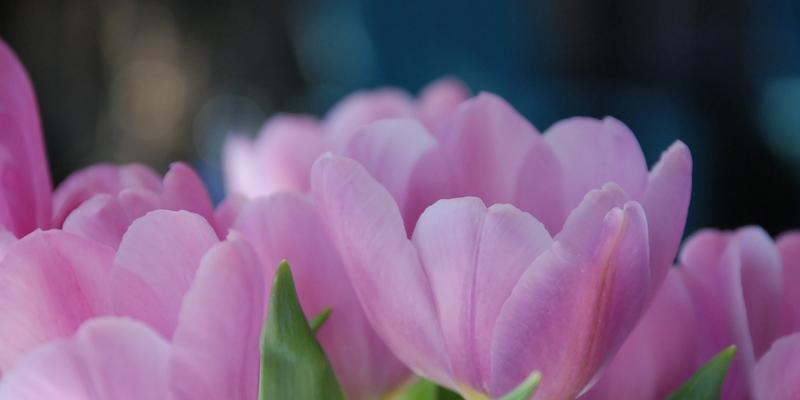 紫色花朵的花语与美丽传说（探索紫色花朵的意义与故事，品味大自然的神奇魅力）