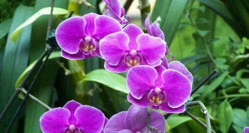 紫色花朵的花语与美丽传说（探索紫色花朵的意义与故事，品味大自然的神奇魅力）