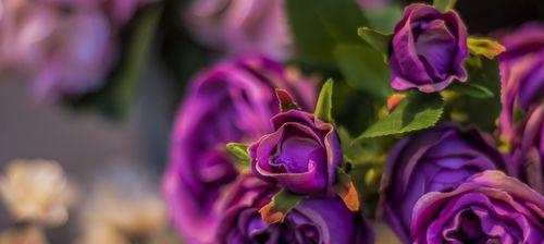 紫色玫瑰花的神秘寓意（探寻紫色玫瑰花的隐秘涵义）