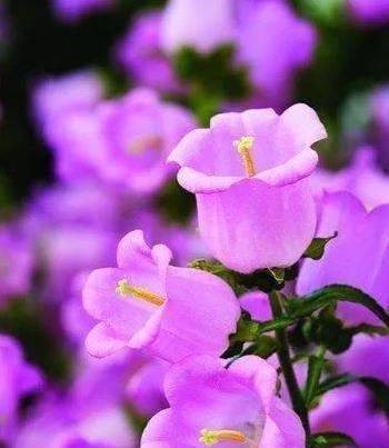 紫色风铃草的花语（紫色风铃草花语探秘，令人心动的花言花语）