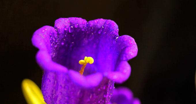 紫色风铃草的花语（紫色风铃草花语探秘，令人心动的花言花语）