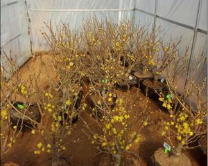 如何种植腊梅花种子（从选种到成苗，全程指南）