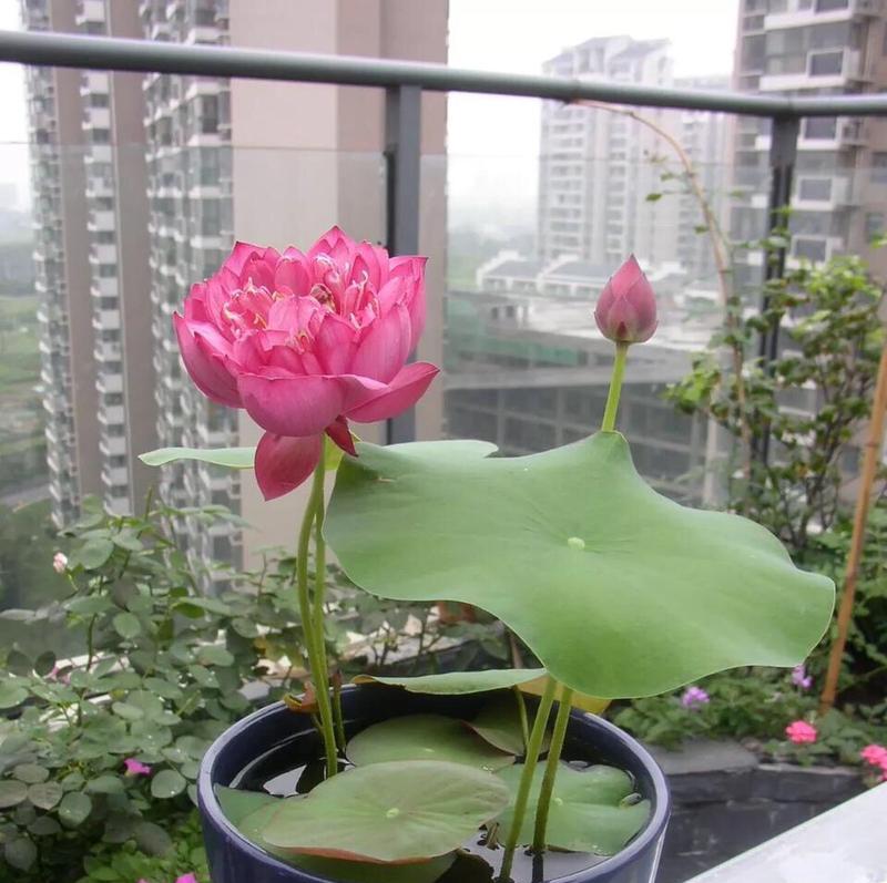 如何盆栽睡莲——从选盆到养护，让你的睡莲茁壮成长