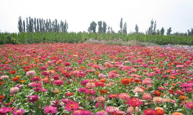 如何繁殖百日菊（百日菊繁殖技巧及注意事项）