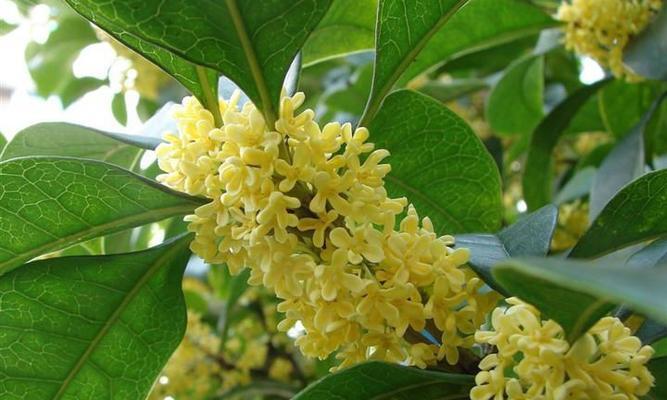 怎样种植桂花树种子（桂花树种子的采集和种植技巧）