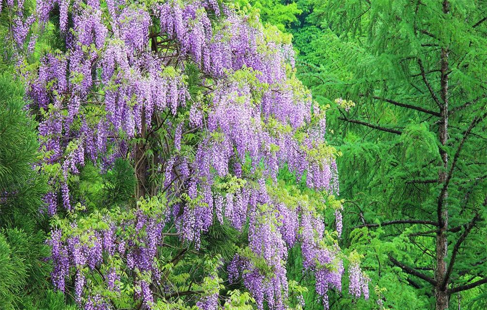 紫藤的养殖方法及注意事项（打造美丽花园的关键细节）