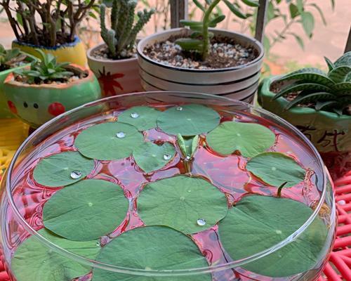 掌握这些方法，水培种植碗莲绝不难！（了解碗莲的特点与水培技巧，打造属于你的梦幻水景园林）