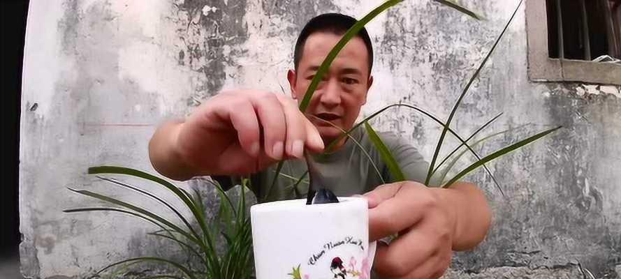 兰花种植的全过程（掌握兰花种植的技巧，让你成为兰花专家！）