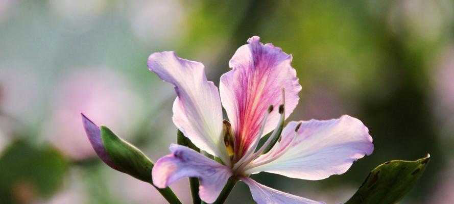 五月花开，美丽绽放（五月花季，一起去赏花）