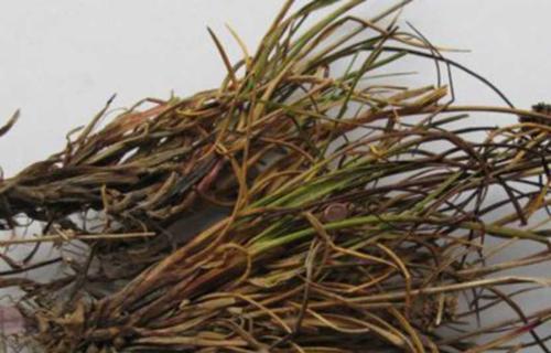 白藤，一种有益于健康的养殖植物（养殖白藤的功效与作用详解）