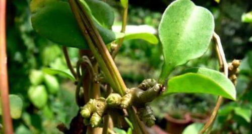 白藤，一种有益于健康的养殖植物（养殖白藤的功效与作用详解）