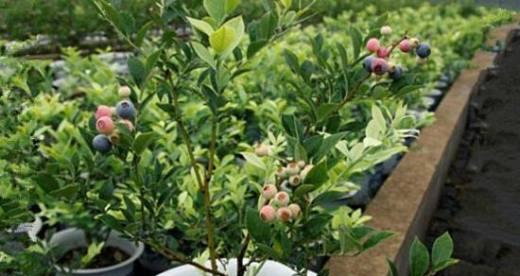 盆栽种植大全（从选盆到养护，让你成为盆栽高手！）