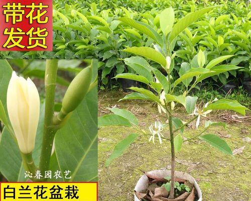 白兰花的种植与养护（打造优雅空间的白兰花，如何正确种植？）